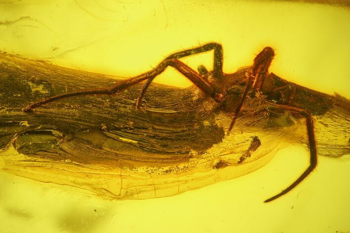 Fossil Fly (Diptera) and a Large Spider (Araneae) In Baltic Amber #159773
